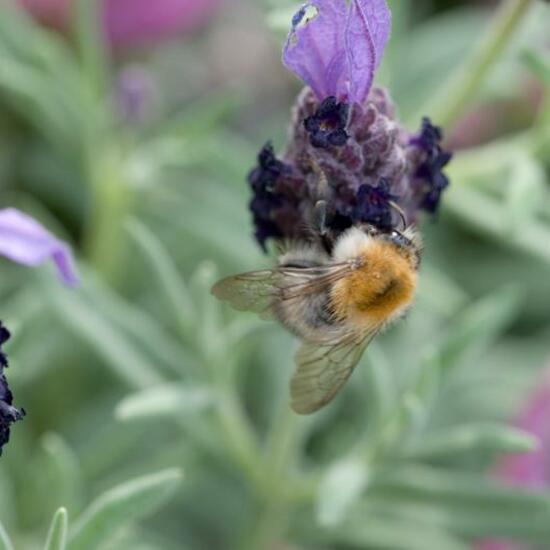 Bombus pascuorum: Animal in habitat Garden in the NatureSpots App