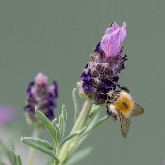 Bombus pascuorum: Animal in habitat Garden in the NatureSpots App