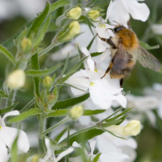 Bombus pascuorum: Animal in habitat Garden in the NatureSpots App