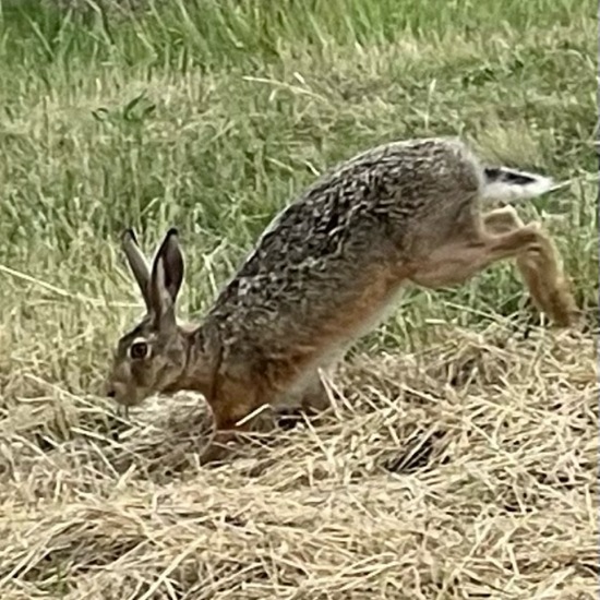 Brown Hare: Animal in habitat Grassland in the NatureSpots App