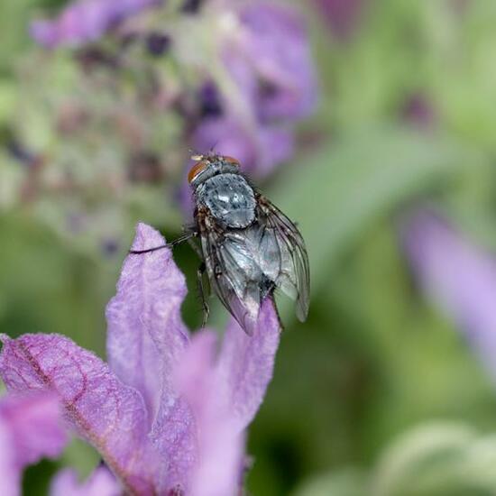 Calliphora vicina: Animal in habitat Garden in the NatureSpots App