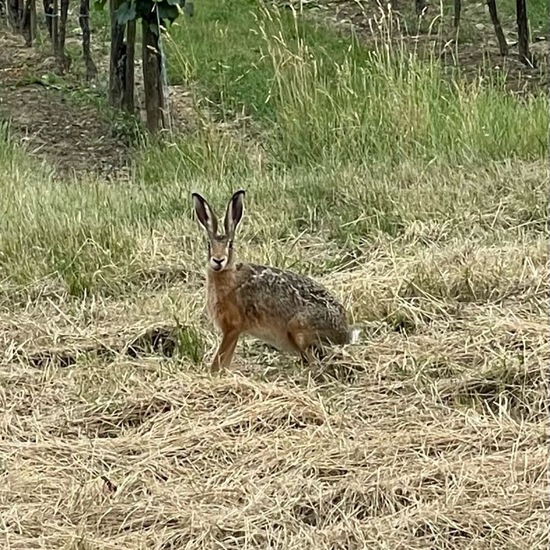 Brown Hare: Animal in habitat Grassland in the NatureSpots App