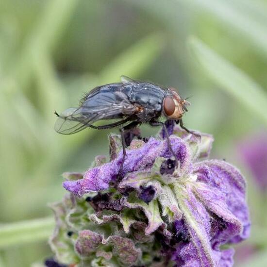 Calliphora vicina: Animal in habitat Garden in the NatureSpots App