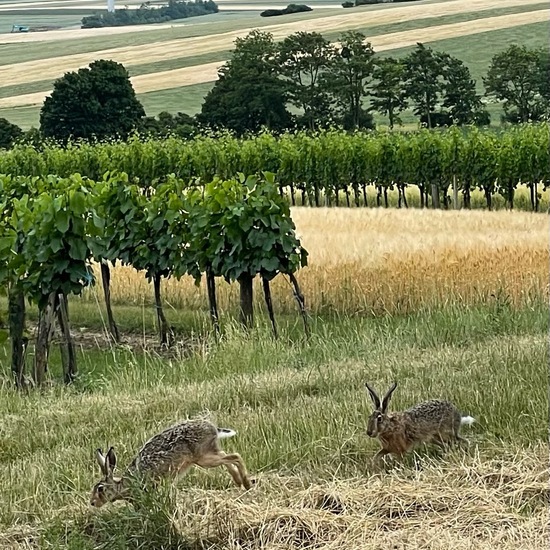 Brown Hare: Animal in habitat Grassland in the NatureSpots App