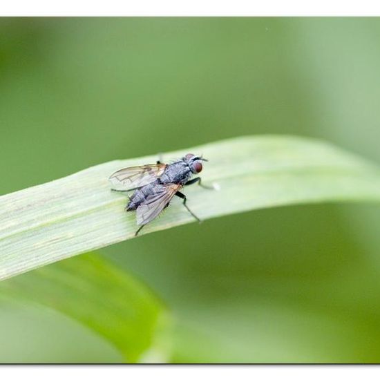 Triarthria setipennis: Animal in habitat Garden agriculture in the NatureSpots App