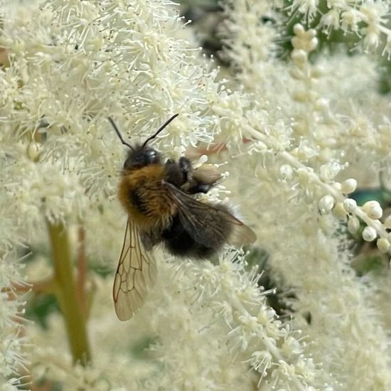 Bombus hypnorum: Animal in habitat Garden in the NatureSpots App