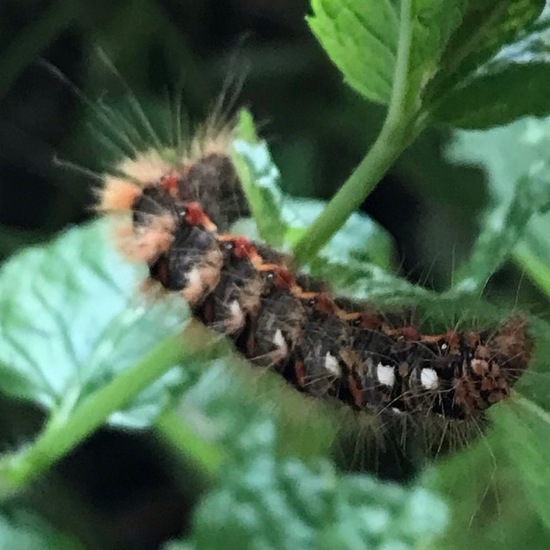 Acronicta rumicis: Animal in habitat Garden in the NatureSpots App