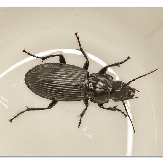 Pterostichus niger: Animal in habitat Garden in the NatureSpots App