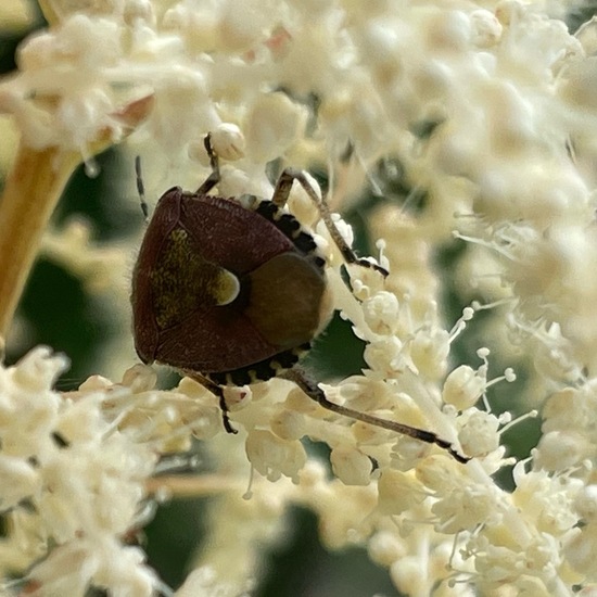 Dolycoris baccarum: Animal in habitat Garden in the NatureSpots App