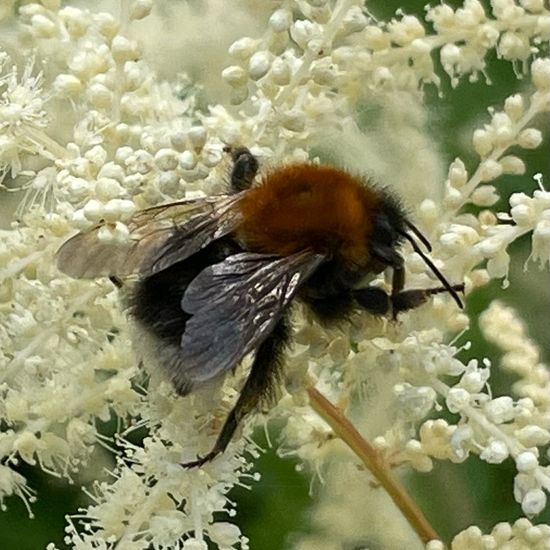 Bombus hypnorum: Animal in nature in the NatureSpots App