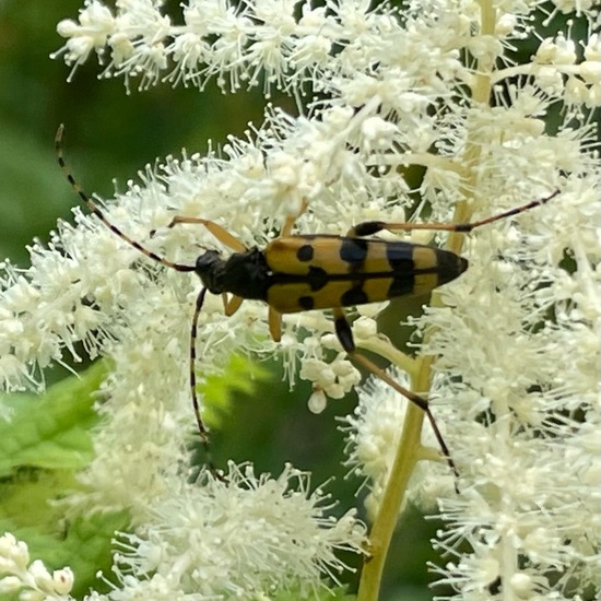 Rutpela maculata: Animal in habitat Garden in the NatureSpots App