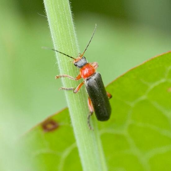 Cantharis pellucida: Animal in habitat Forest in the NatureSpots App