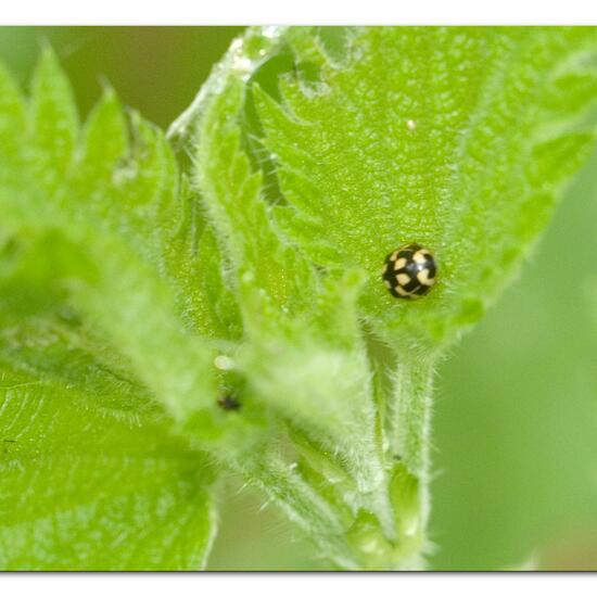Propylea quatuordecimpunctata: Animal in habitat Garden agriculture in the NatureSpots App