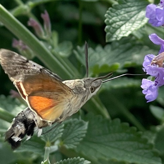 Macroglossum stellatarum: Animal in habitat Garden in the NatureSpots App