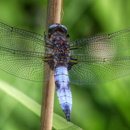 Scarce Chaser: Animal in nature in the NatureSpots App