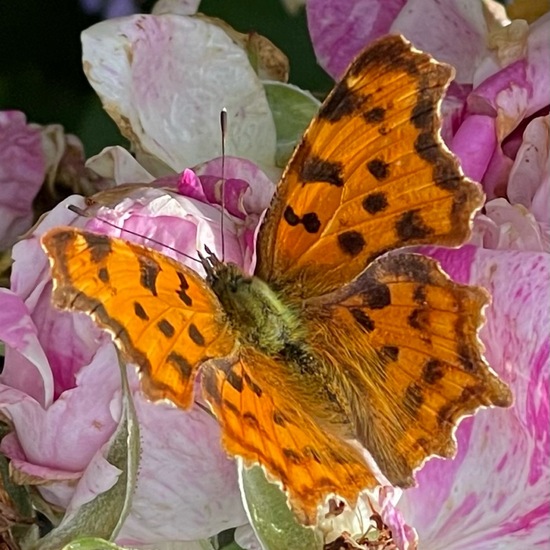 Polygonia c-album: Animal in nature in the NatureSpots App