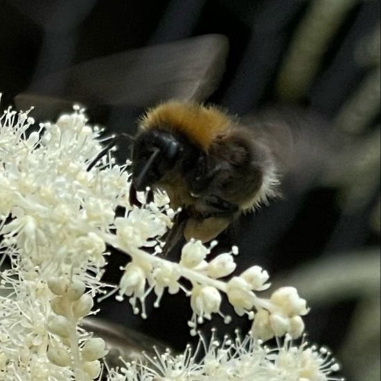 Bombus hypnorum: Animal in habitat Garden in the NatureSpots App