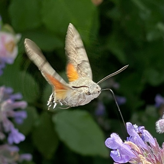 Macroglossum stellatarum: Animal in habitat Garden in the NatureSpots App