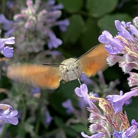 Macroglossum stellatarum: Animal in habitat Garden in the NatureSpots App