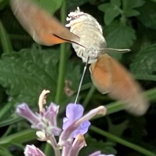 Macroglossum stellatarum: Animal in habitat Garden in the NatureSpots App