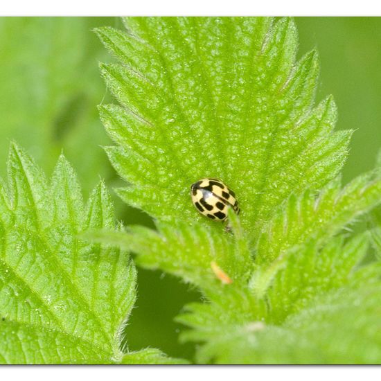 Propylea quatuordecimpunctata: Animal in habitat Garden agriculture in the NatureSpots App