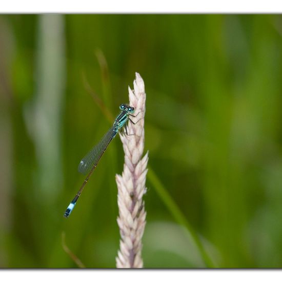 Blue-tailed damselfly: Animal in habitat Natural Meadow in the NatureSpots App