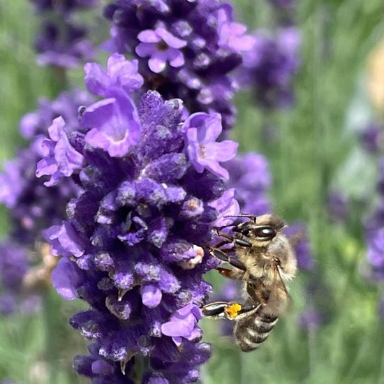 Lavandula angustifolia: Plant in habitat Garden in the NatureSpots App