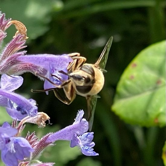 Eristalis tenax: Animal in habitat Garden in the NatureSpots App