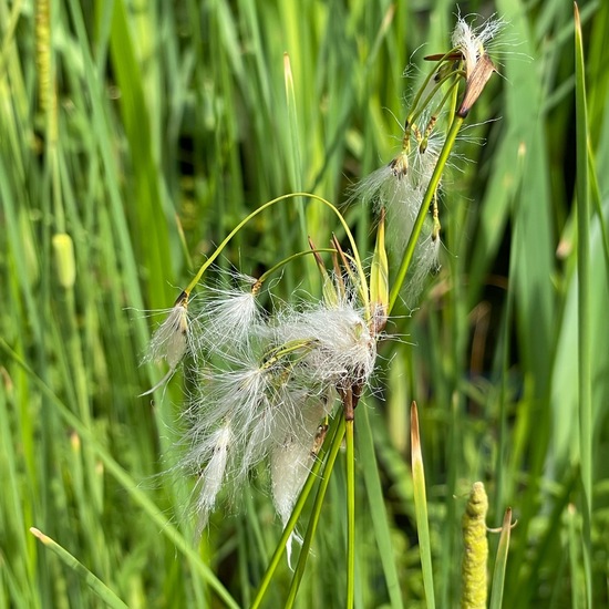 Eriophorum angustifolium: Plant in habitat Garden in the NatureSpots App