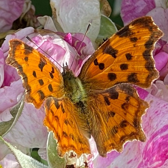 Polygonia c-album: Animal in nature in the NatureSpots App