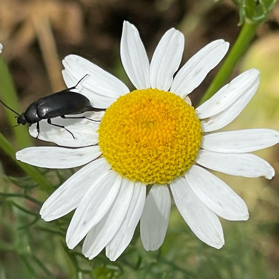 Oodes helopioides: Animal in habitat Buffer strip in the NatureSpots App