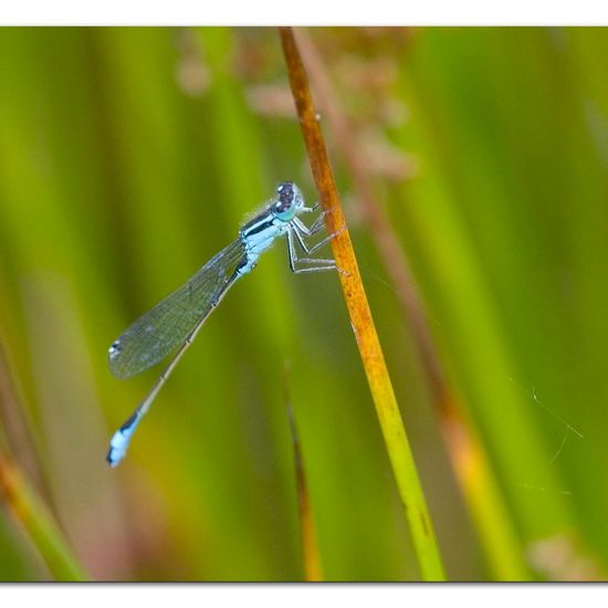 Blue-tailed damselfly: Animal in habitat Natural Meadow in the NatureSpots App