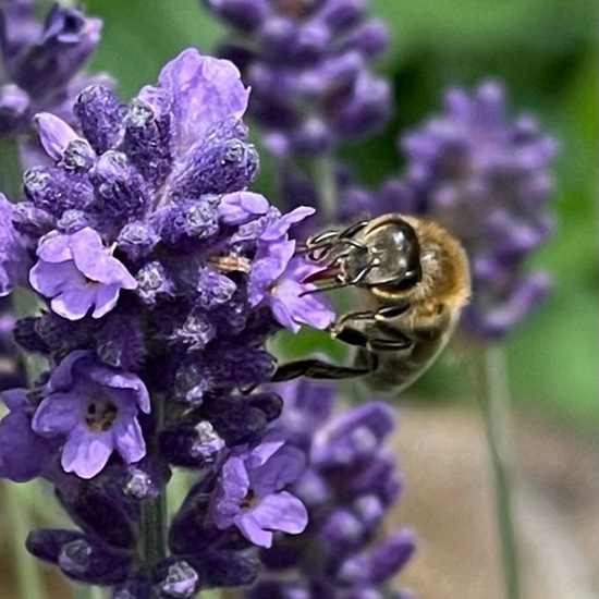 Lavandula angustifolia: Plant in habitat Garden in the NatureSpots App