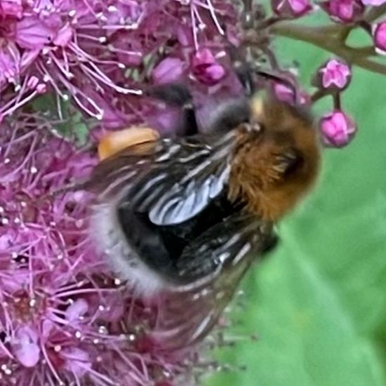 Bombus hypnorum: Animal in habitat Garden in the NatureSpots App