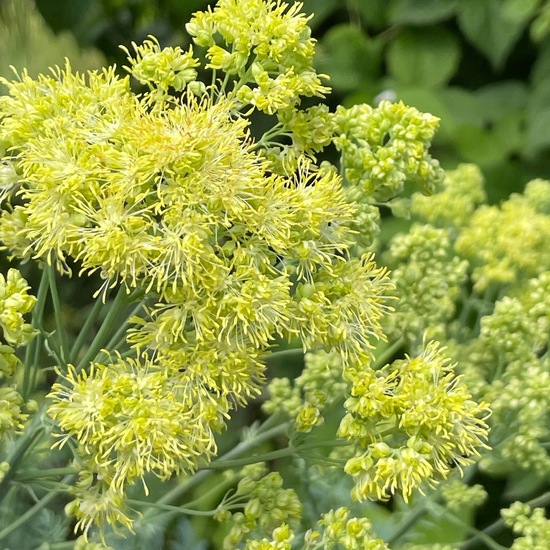 Thalictrum flavum: Plant in habitat Garden in the NatureSpots App