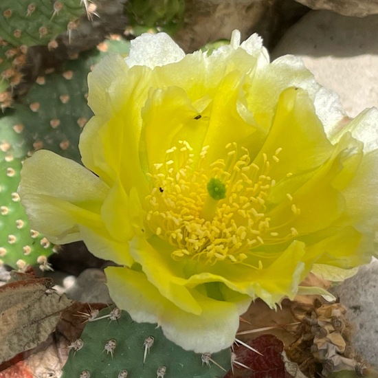 Opuntia polyacantha: Plant in habitat Garden in the NatureSpots App