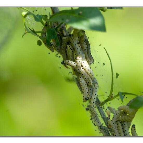 Yponomeuta cagnagella: Animal in habitat Grassland in the NatureSpots App