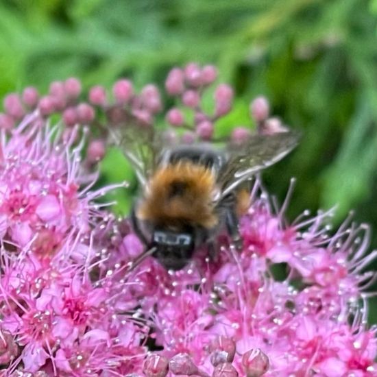 Bombus hypnorum: Animal in habitat Garden in the NatureSpots App