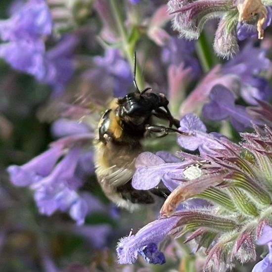 Nepeta racemosa: Plant in nature in the NatureSpots App