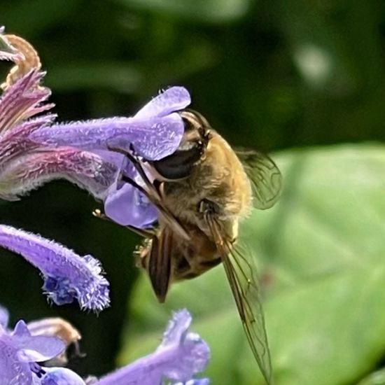 Eristalis tenax: Animal in habitat Garden in the NatureSpots App