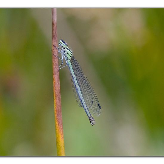 Blue-tailed damselfly: Animal in habitat Natural Meadow in the NatureSpots App