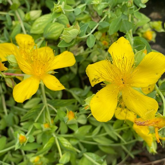 Hypericum perforatum: Plant in nature in the NatureSpots App