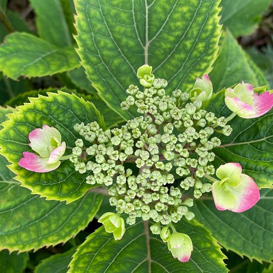 Hydrangea macrophylla: Plant in habitat Garden in the NatureSpots App