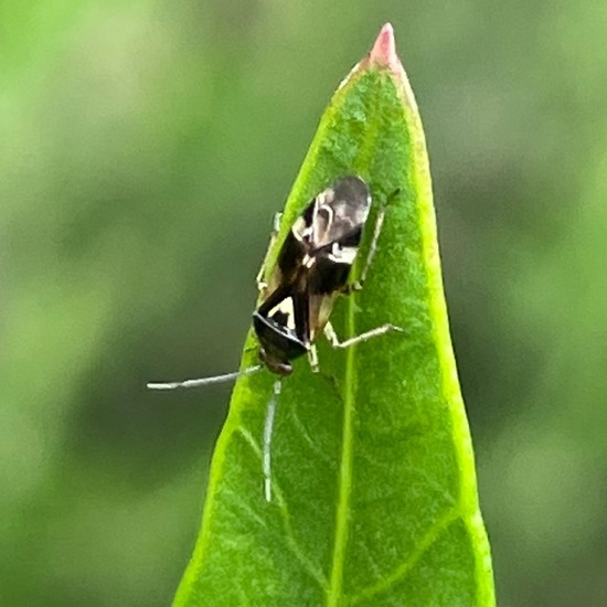 Heteroptera: Animal in habitat Garden in the NatureSpots App