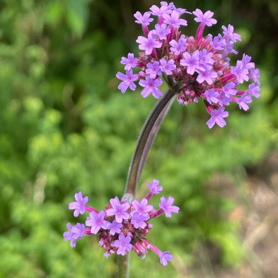 Verbena bonariensis: Plant in habitat Garden in the NatureSpots App