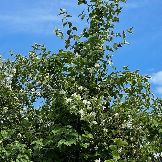 Philadelphus coronarius: Plant in habitat Garden in the NatureSpots App