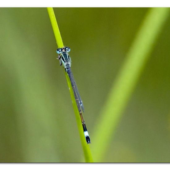 Blue-tailed damselfly: Animal in habitat Natural Meadow in the NatureSpots App