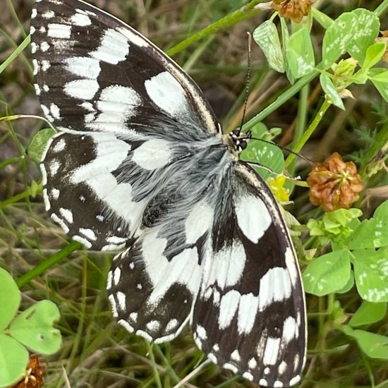 Melanargia galathea: Animal in habitat Garden in the NatureSpots App