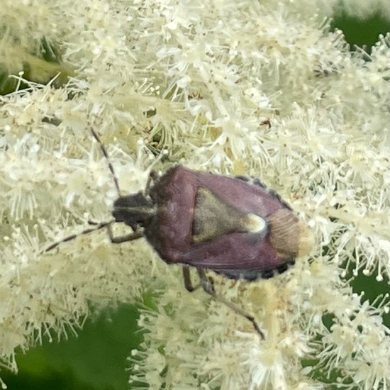 Dolycoris baccarum: Animal in habitat Garden in the NatureSpots App