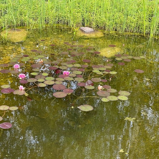 Nymphaea candida: Plant in habitat Garden in the NatureSpots App